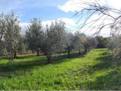 TERRENO AGRICOLO VENDITA PERUGIA SANTA LUCIA