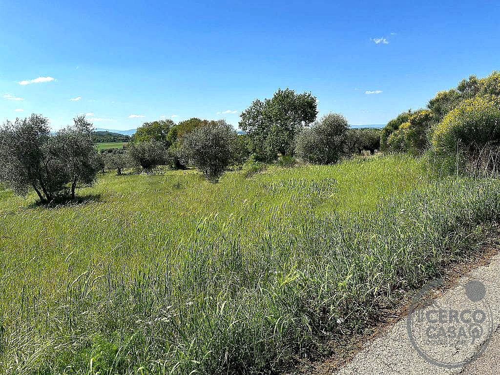 TERRENO AGRICOLO VENDITA TUORO SUL TRASIMENO · foto 4