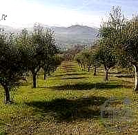 AZIENDA AGRICOLA VENDITA MAGIONE · foto 15