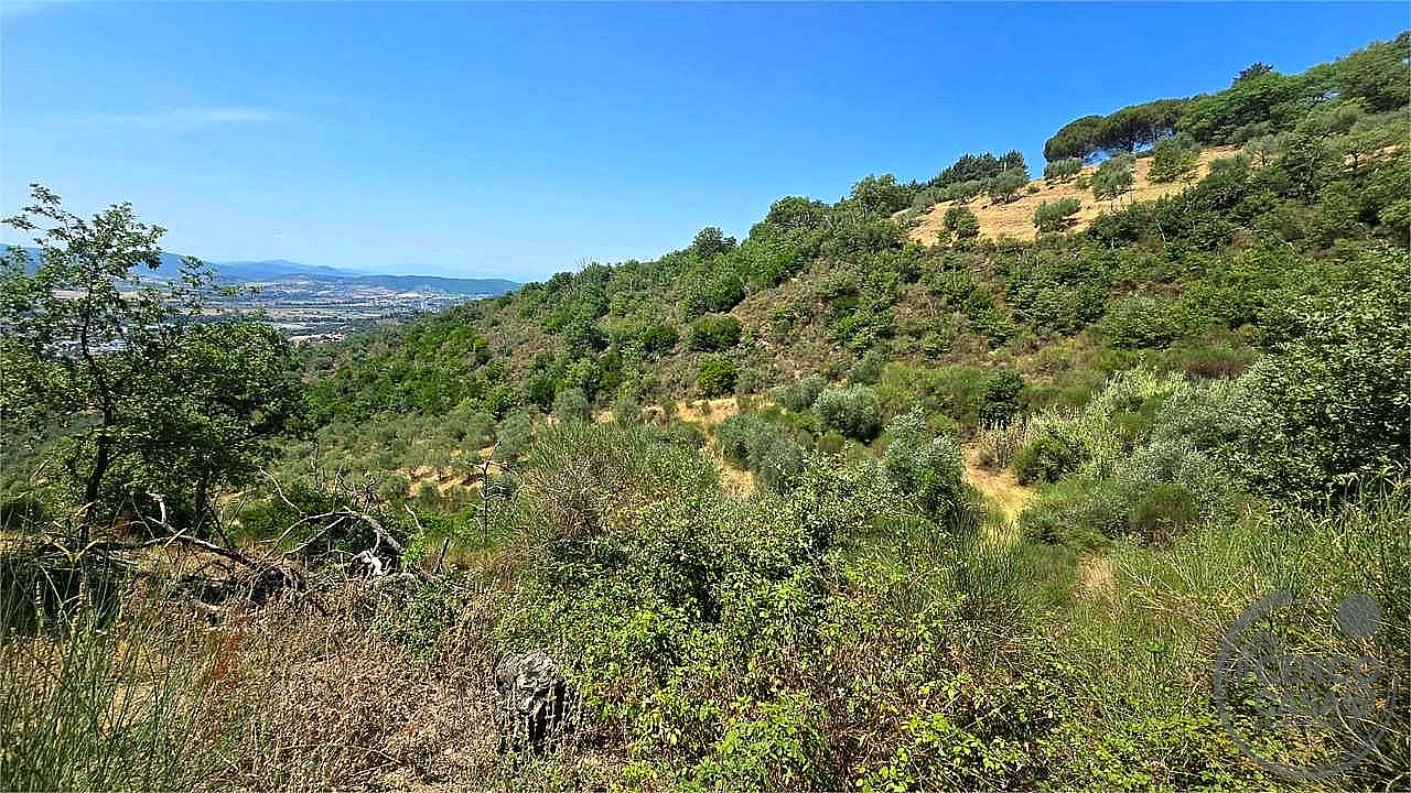 AZIENDA AGRICOLA VENDITA MAGIONE · foto 16