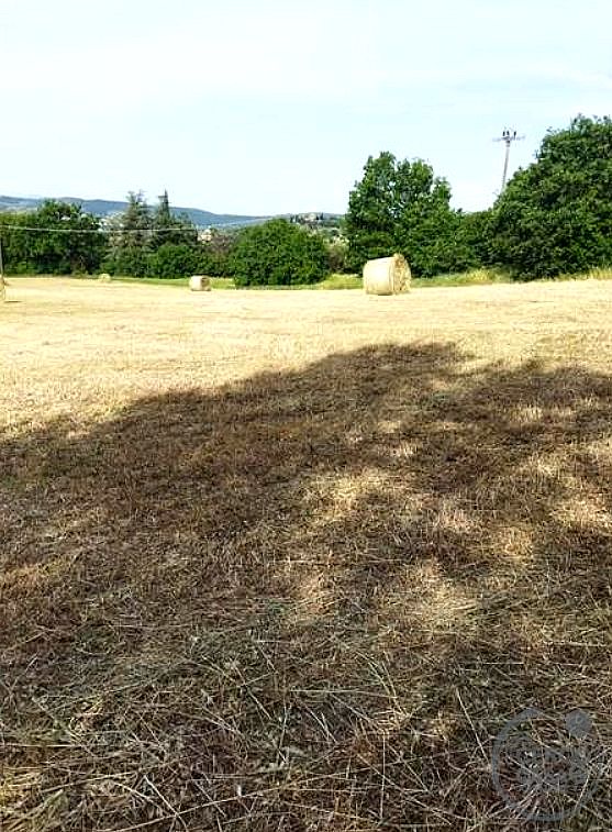 AZIENDA AGRICOLA VENDITA MAGIONE · foto 24