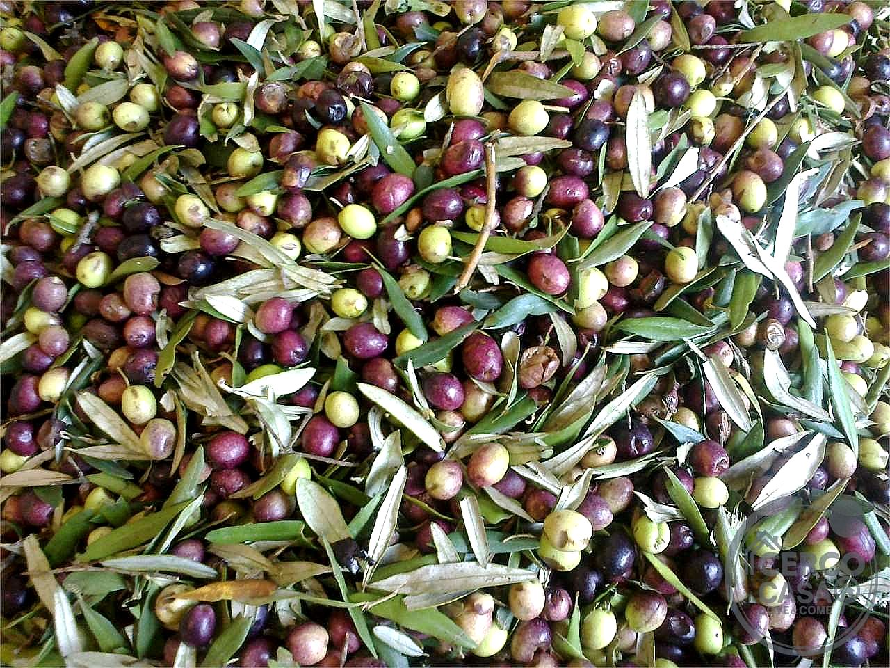 AZIENDA AGRICOLA VENDITA MAGIONE · foto 27