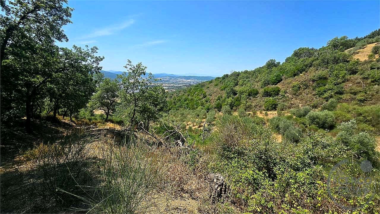 AZIENDA AGRICOLA VENDITA MAGIONE · foto 30