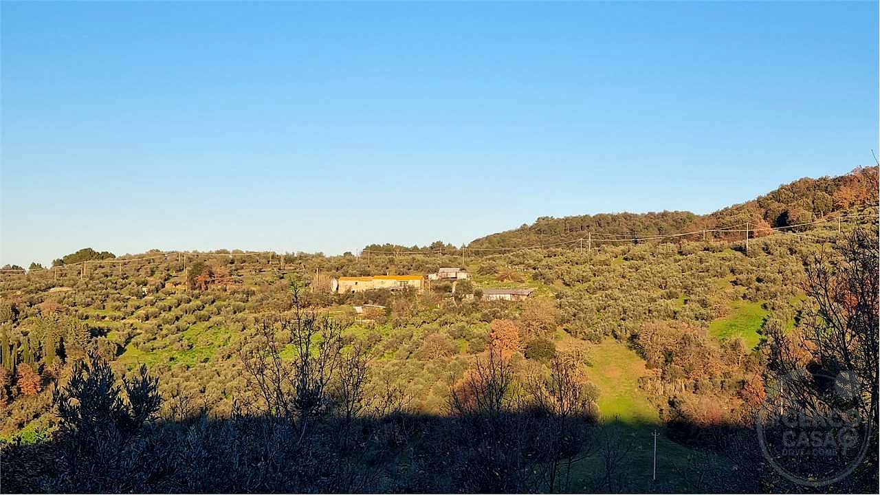 Torgiano Casale panoramico con 900 olivi