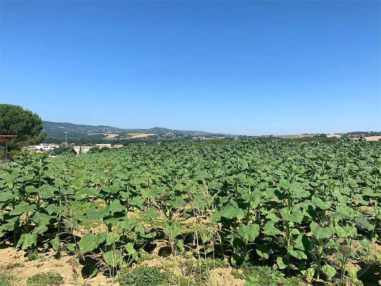 Terreno edificabile con vista panoramica su Todi